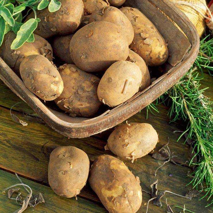 Лучшие сорта картофеля для открытого грунта. Картофель семенной Триумф. Картофель Тимо Ханккиян. Картофель сорт Луизиана. Сорт картофеля Аспия.