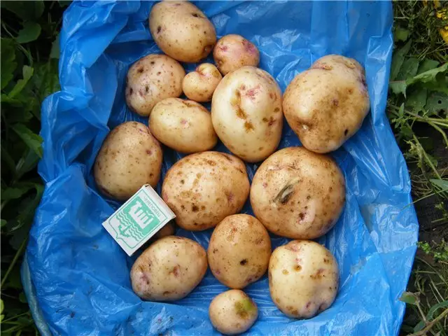Какой картофель подходит для выращивании на урале? описание и фото сортов