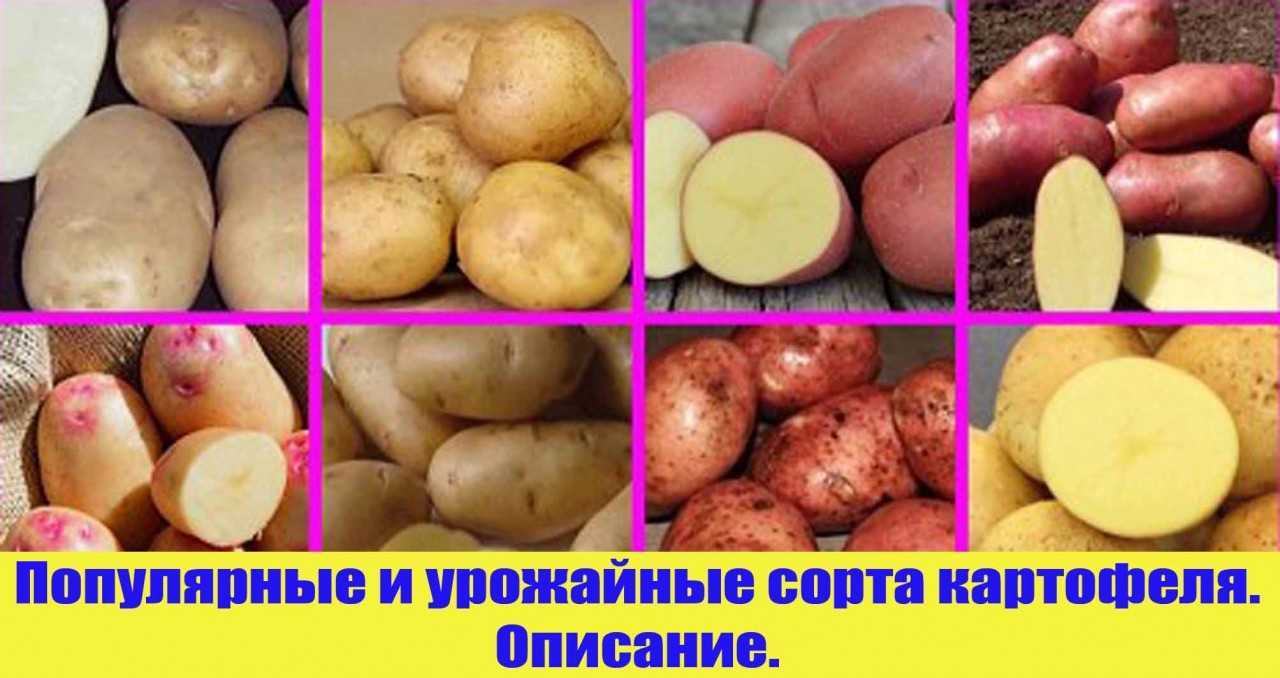 Картофель сюрприз описание сорта. Картофель сорта Командор. Характеристика сортов картофеля. Самые хорошие сорта картошки. Рассыпчатые сорта картофеля.