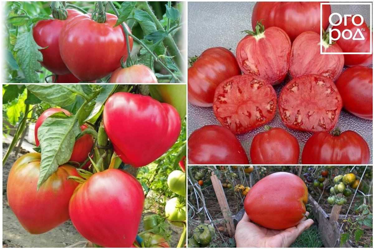 Семена сортов томатов для открытого грунта. Томат сердце Дездемоны. Помидор Абаканский розовый. Абаканские помидоры. Сорта помидор для теплицы самоопыляемые.