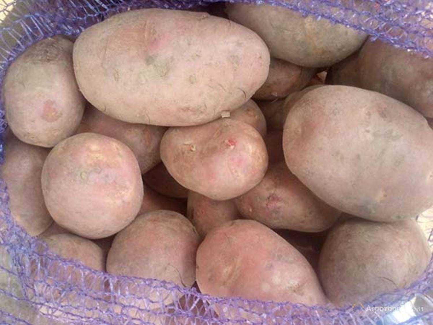Сорт картофеля афганка
