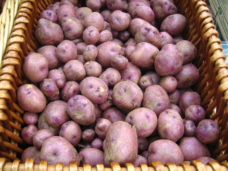 Лучшие семена картофеля для подмосковья с фото и описанием