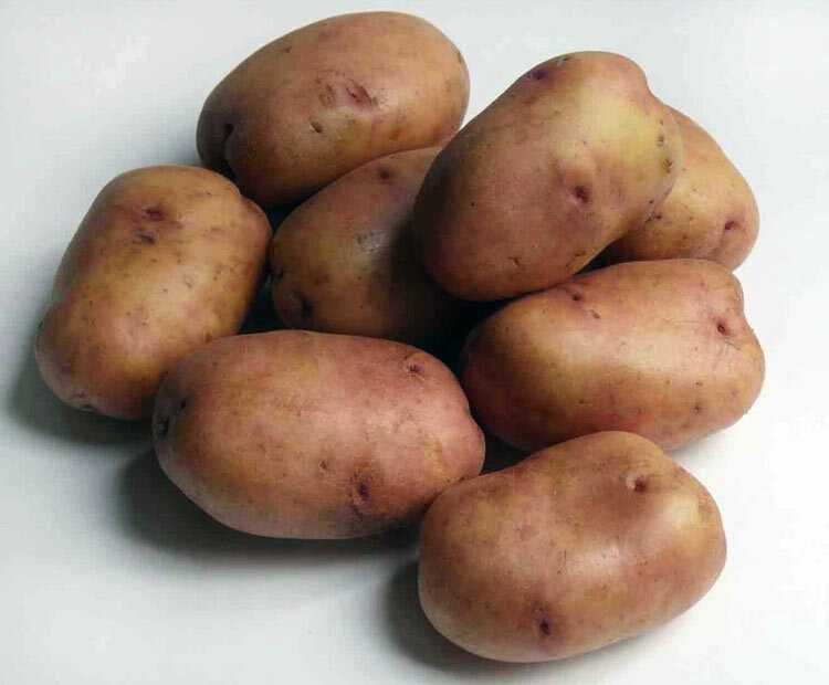 Лучшие сорта картофеля на 2020 год: самые вкусные и урожайные