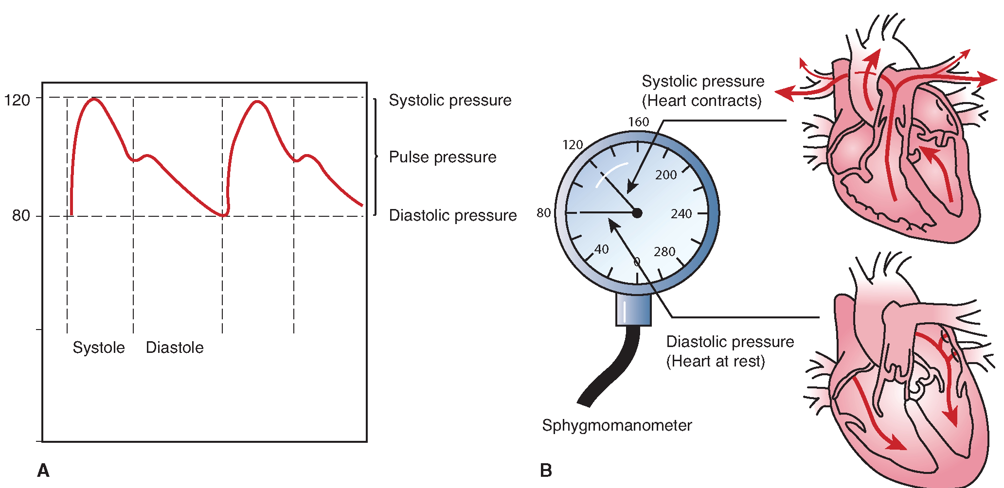 Артериальное давление систолическое и диастолическое пульсовое