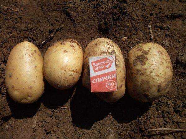 Лучшие сорта картофеля для подмосковья: ранние, урожайные, ультраранние